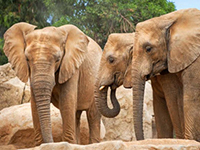 CC-Link de Mitsubishi Electric automatiza las puertas del hábitat de los elefantes en el zoológico